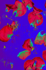 Composition with abstract blue background from red rose petals. Top view.