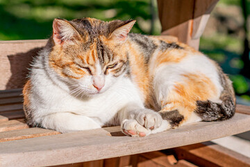 Street cat on sunny spring day of March, March cat, playing in sun, fresh new green trees in garden