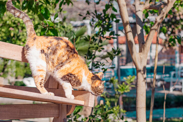 Street cat on sunny spring day of March, March cat, playing in sun, fresh new green trees in garden © Ela