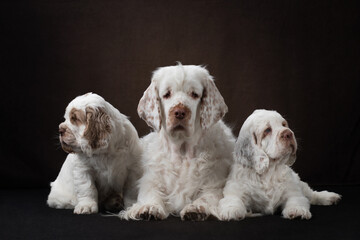 two puppies with mom on brown background. family dog clumber spaniel portrait
