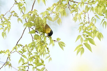 eurasian siskin on the branch