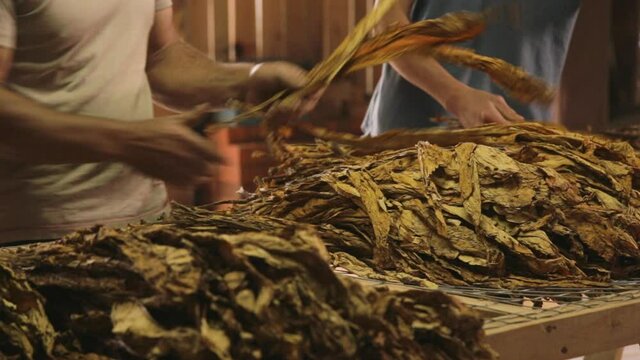 People sorting tabacco dry leaves_01