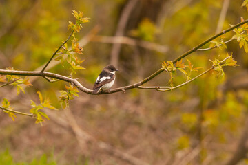 European pied flycatcher Ficedula hypoleuca, a small passerine bird