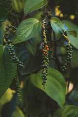 Ripe black pepper on the tree, species plantation.