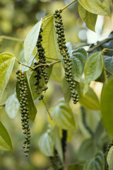 Ripe black pepper on the tree, species plantation.