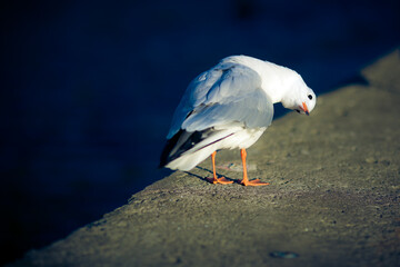 A curious gull with its neck arched looks on with interest