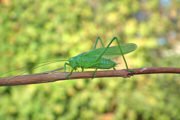 Green locust sits on a twig 