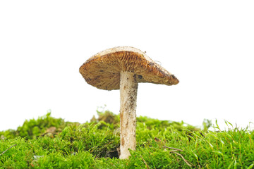Wild depressed cap mushroom, Wild mushroom on green moss isolated on white background