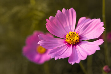 Obraz premium Pink cosmos flower in summer