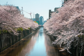 Cherry blossoms in full bloom along the Meguro River in Japan.
