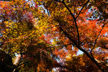一面に生い茂るモミジの紅葉