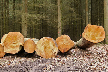 viele Baumstämme liegen nach der Holzrückung am Waldweg