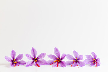 Saffron crocus flower on white background. Copyspace. Place for your text. Saffron flowers are laid out in a line.
