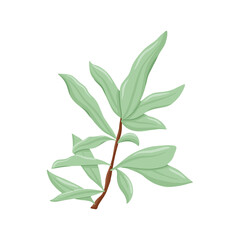 Fresh grin leaves. Vector hand drawn illustration of spring foliage. Pastel branch with leaves.