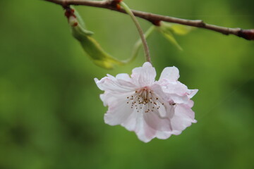 Obraz premium 枝垂桜