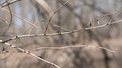 Photographie d'arrière plan, branches avec coccinelle, bannière nature sauvage