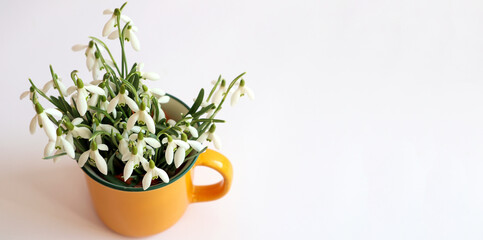 Bouquet of freshly cut snowdrops in a yellow tea cup on a white background, top view, space for text