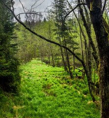 landscape of grass glade in deep forest in ukrainian carpathian national park Skolivski beskidy, Lviv region of Western Ukraine