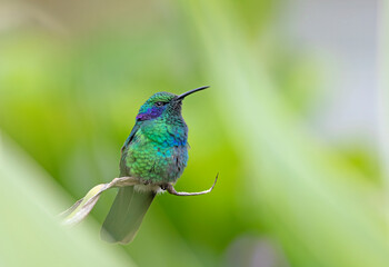 Green Violet-ear hummingbird (Colibri thalassinus) perched on tip of a plant in Costa Rica