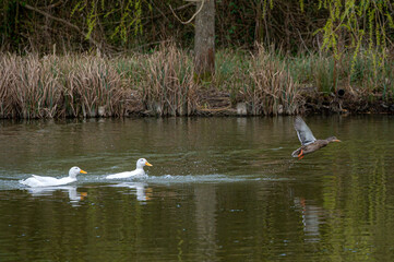 Male white pekin ducks chasing after female mallard duck