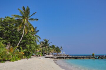 Obraz na płótnie Canvas Maldivian Beach with Palm Tree and Turquoise Laccadive Sea. Seashore with Blue Sky in Maldives.