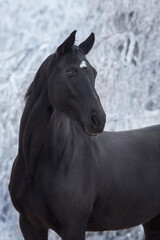 Fototapeta na wymiar Black horse in snow frozen forest with pair from nostril