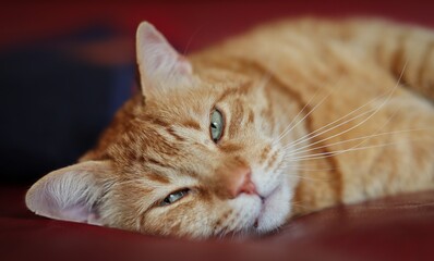 Ginger Tabby Cat with Green Eyes Rests on Sofa Indoors. Close-up of Sleepy Orange Domestic Cat.