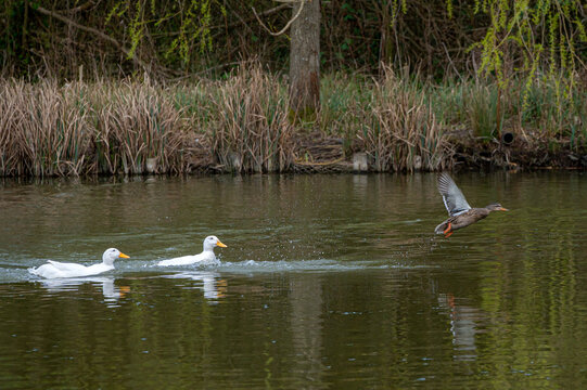 Male White Pekin Ducks Chasing After Female Mallard Duck