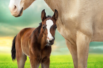 Portrait of a little foal with his caring mother in summer green meadow against beautiful sky