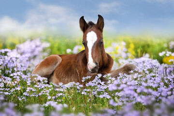 Sweet little sleeping chestnut foal baby horse outside on a lawn in spring flowers meadow - obrazy, fototapety, plakaty