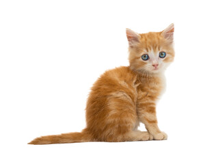 orange cat sitting. isolated on white background