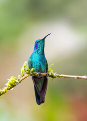 Green violetear or Mexican violetear hummingbird  perched on a mossy branch in Costa Rica
