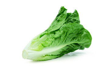 Fresh green Lettuce leaves, Salad leaf isolated on white background. with clipping path.