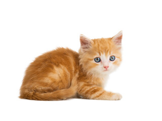 orange kitten lies isolated on white background