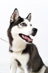 Young husky dog over white background