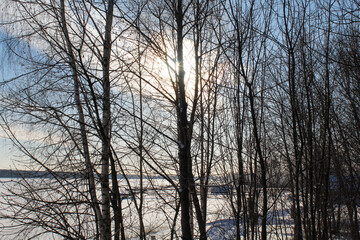 sunset in the forest