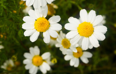 Margherite bianche