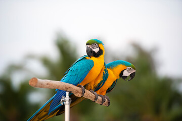 Blue and yellow macaw on the branch