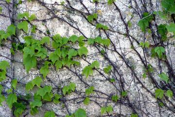 Green ivy leaves sprawled over on an old, shabby wall.