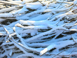 brushwood, sawn branches under the snow lie in winter