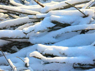 brushwood, sawn branches under the snow lie in winter