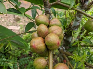 phaleria macrocarpa fruit in tropical nature borneo