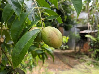 phaleria macrocarpa fruit in tropical nature borneo