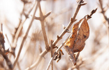 Dry brown leaf on a branch of an ornamental shrub at the end of March