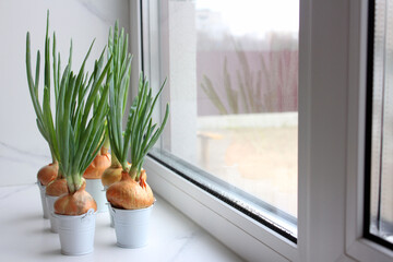 Green onions grown on the windowsill at home. Fresh herbs for salad. Greenhouse on the window. Plants grown at home.
