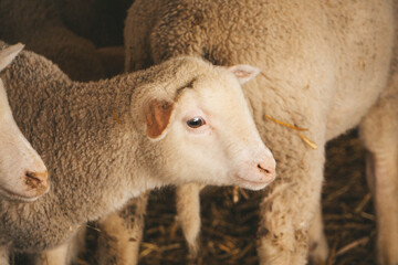 sheep in a farm