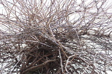 Tree branches against the sky. Dry tree silhouette. Dry bush. Tree with dry branches.