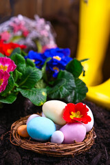 Obraz na płótnie Canvas Easter colorful eggs in the garden. Gardening tools and flowers on the garden terrace. Primrose of different bright colors in the ground. Gardening concept. Banner . Copy space