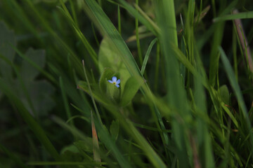 A small blue flower among the green grass in the field. One wildflower hid in green grass.