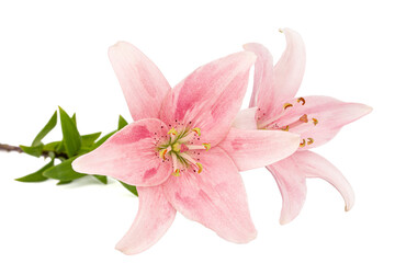 Naklejka na ściany i meble Pink lily flower, isolated on white background